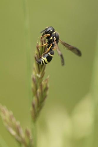 Odynerus sp.