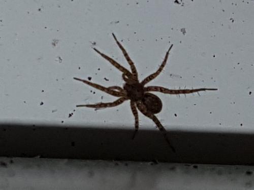 Pardosa sp.