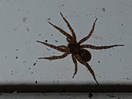 Pardosa sp.