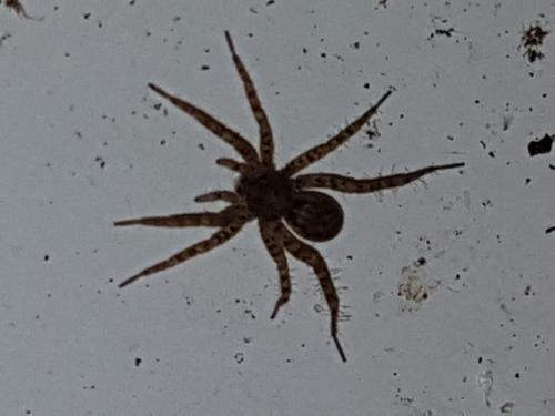 Pardosa sp.