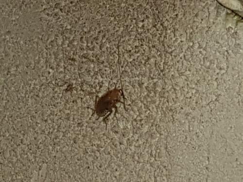 Ectobius sp.