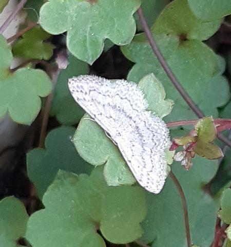 Réf. 239 458 : Idaea seriata
