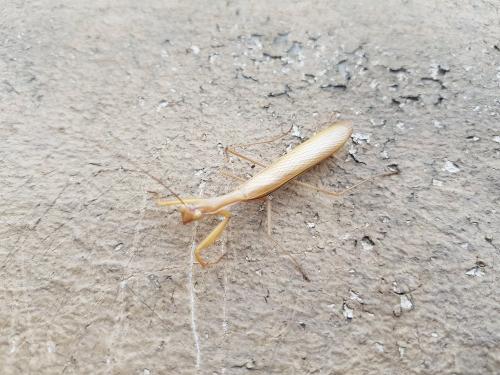 Réf. 239 512 : Mantis religiosa