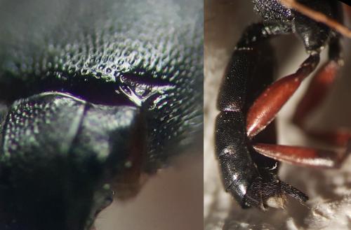Virgichneumon albosignatus