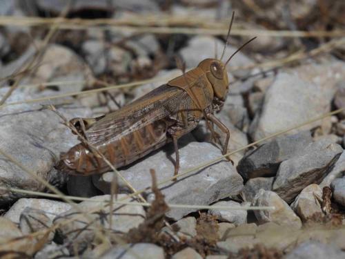 Calliptamus sp.