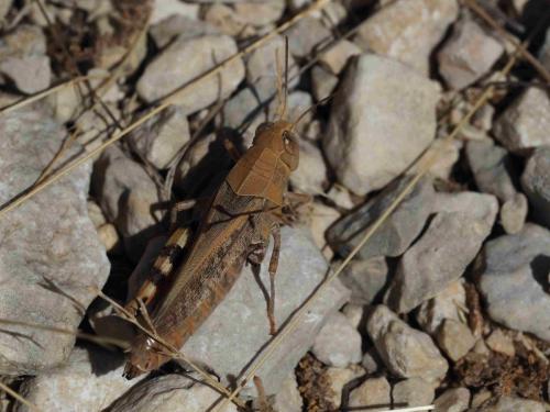 Calliptamus sp.