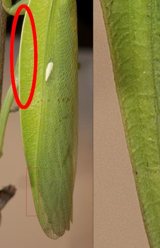 Hierodula patellifera