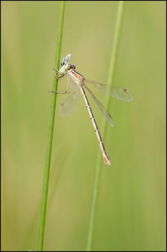 Lestes barbarus