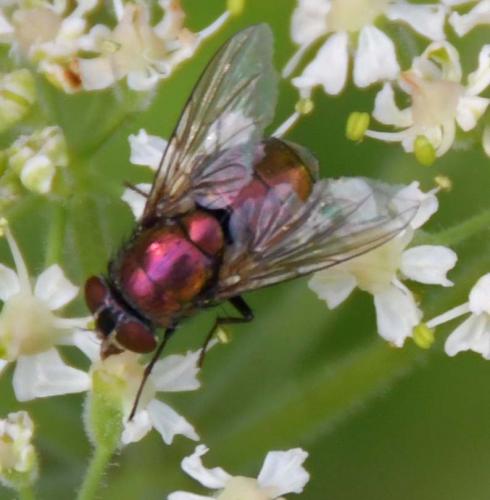 Lucilia sp.