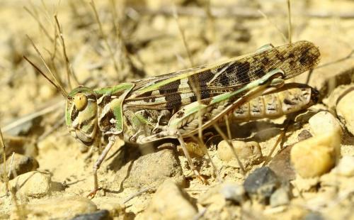 Réf. 239 859 : Oedaleus decorus