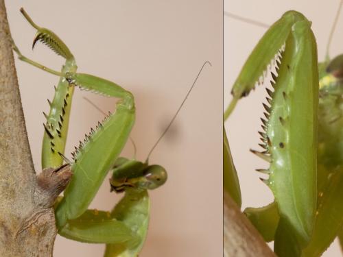 Hierodula patellifera