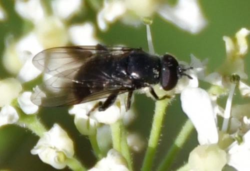 Pipiza austriaca