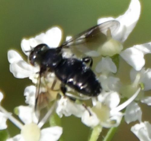 Réf. 239 555 : Pipiza austriaca