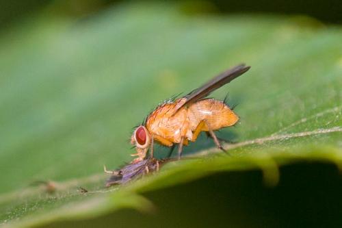 Réf. 239 904 : Phaonia pallida