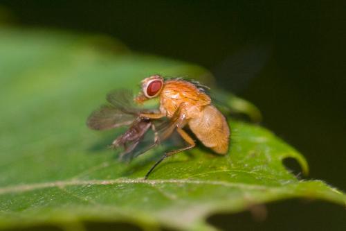 Réf. 239 905 : Phaonia pallida