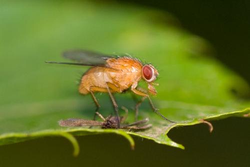 Réf. 239 906 : Phaonia pallida