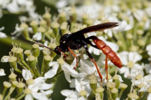 Réf. 239 788 : Amblyjoppa fuscipennis
