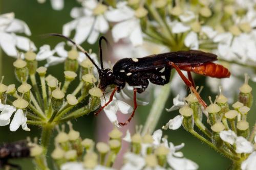 Réf. 239 789 : Amblyjoppa fuscipennis