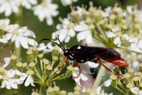 Réf. 239 787 : Amblyjoppa fuscipennis