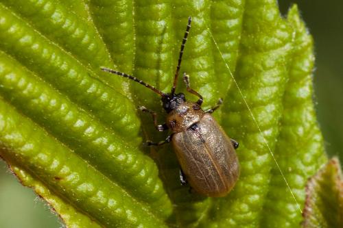 Réf. 239 308 : Lochmaea sp.