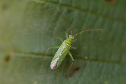 Blepharidopterus angulatus