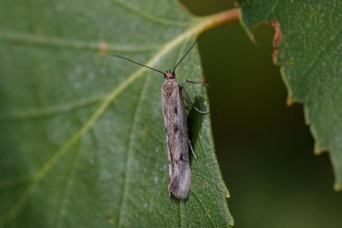 Réf. 239 377 : Scythris sp.
