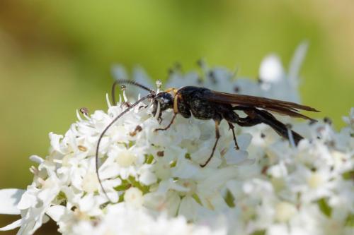 Réf. 239 451 : Alomya debellator