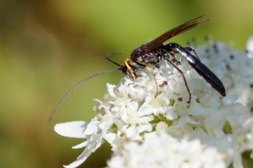 Alomya debellator