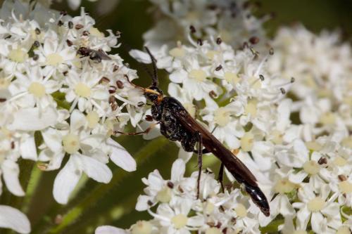 Alomya debellator