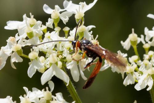 Alomya debellator