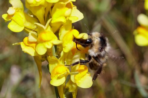 Réf. 239 477 : Bombus mesomelas