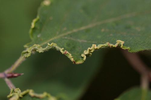 Aculus xylostei