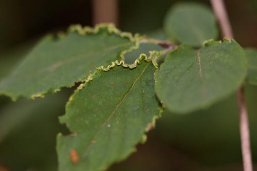Aculus xylostei