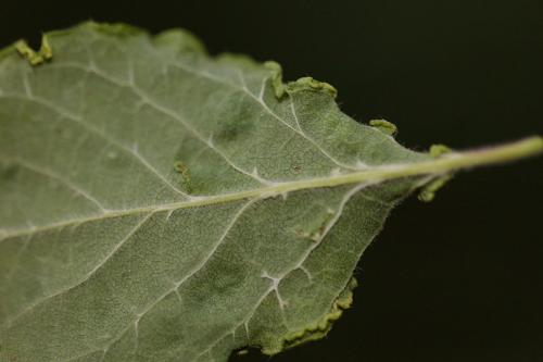 Aculus xylostei