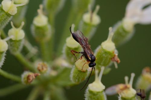 Réf. 239 569 : Diadegma sp.