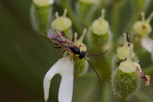 Réf. 239 570 : Diadegma sp.