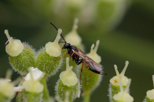 Réf. 239 568 : Diadegma sp.