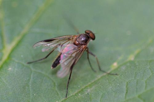 Rhagio lineola