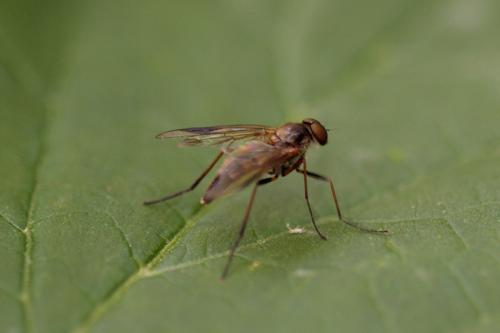 Réf. 239 744 : Rhagio lineola