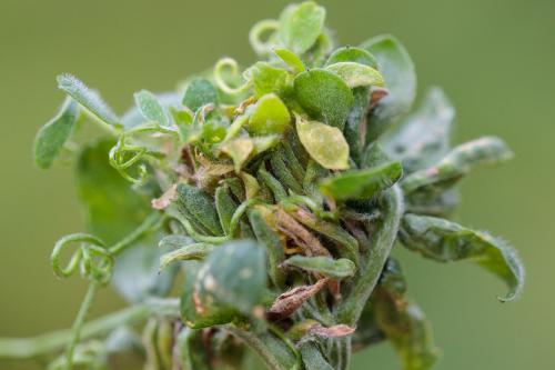 Dasineura loewiana