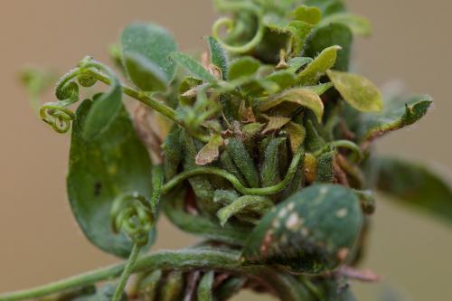 Dasineura loewiana