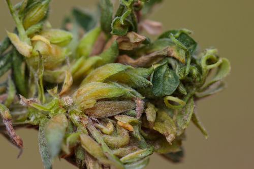 Dasineura loewiana
