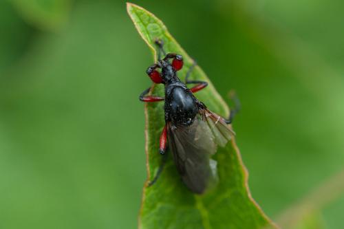 Bibio pomonae