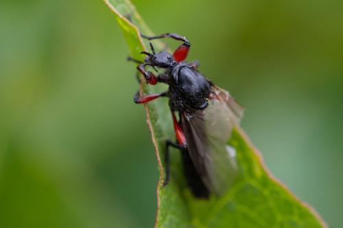 Réf. 239 750 : Bibio pomonae
