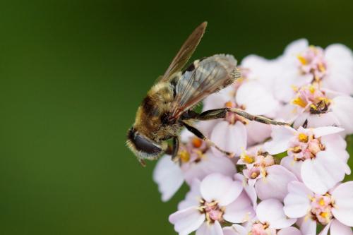 Réf. 239 836 : Merodon sp.