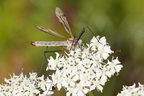 Tipula sp.
