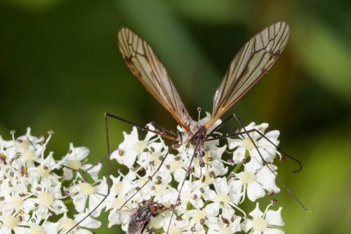 Réf. 239 968 : Tipula sp.