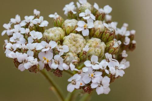 Aceria achilleae