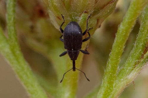 Réf. 239 842 : Anthonomus rubi