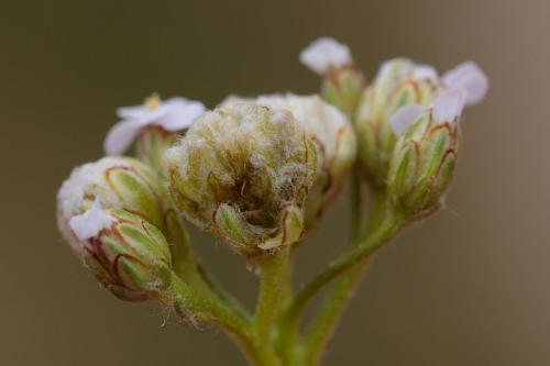 Aceria achilleae